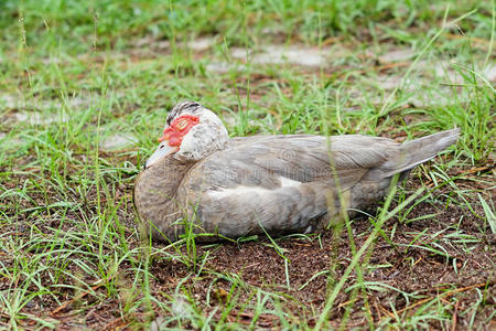 红头番鸭在睡觉照片