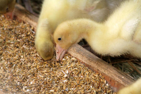 鹅吃玉米吃小鹅照片