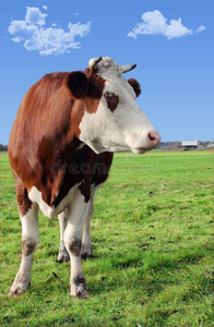 草地上的奶牛