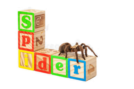 狼蛛拼字蜘蛛。