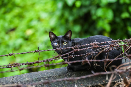 第一只在铁丝网上瞎的黑猫。