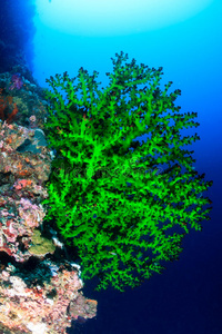 绿色软珊瑚
