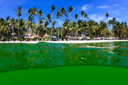 热带海洋上绿藻盛开