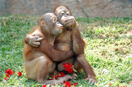 恋爱中的猴子照片