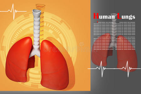 彩色背景下的肺