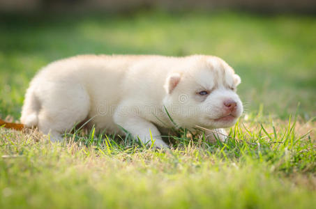 西伯利亚哈士奇犬