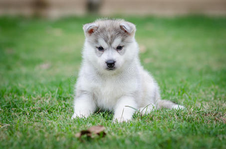 西伯利亚哈士奇犬