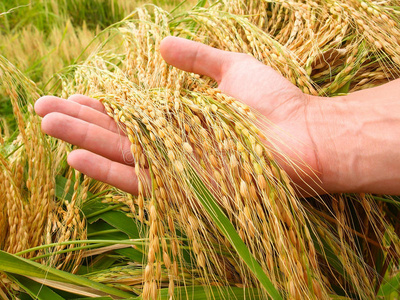 挑选大米农作物照片