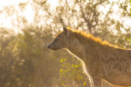 成年鬣狗在清晨的太阳3