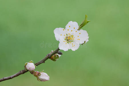 苹果树开花