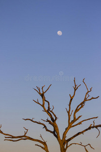晨光照在一棵死树上，背景是月亮