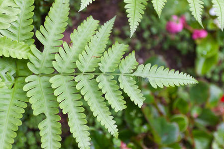 蕨类植物叶子