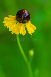 雨中的黄花