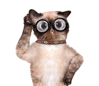 傻猫用一只大耳朵仔细听着照片