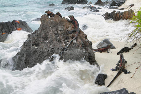 加拉帕戈斯海洋鬣蜥栖息在岩石上