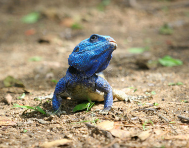 蓝头树蜥蜴