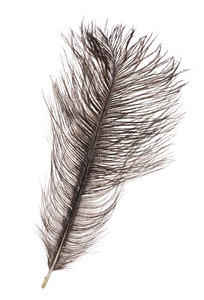 深灰色鸵鸟羽毛孤立的白色