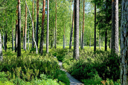 芬兰 季节 郁郁葱葱 植物 自然 阴影 公园 人行道 风景
