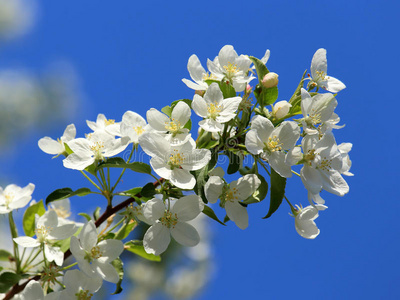 苹果树花