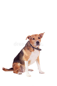 狗，半俄罗斯猎犬和白色斗牛犬