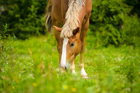 草地上的马。