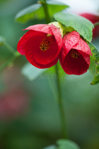 红芙蓉花特写