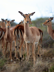 一群南非黑斑羚