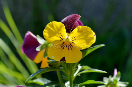 带黄色和紫色的三色堇型花