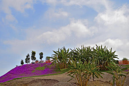 香蕉种植园