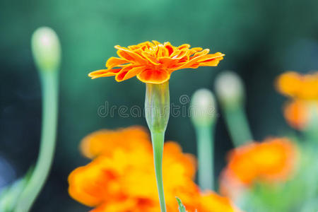 夏日城市公园花坛里的橙色金盏花。
