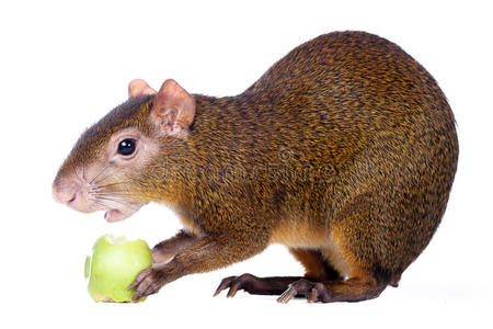 白鼬的矢量插图肖像白鼬白鼬白鼬,鼬 erminea卡通等白鼬指已提到的人