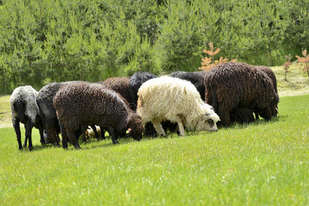 山上草地上一群可爱的羊