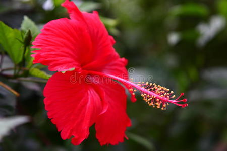 花的 可爱的 粉红色 盛开 花瓣 浪漫 雄蕊 美极了 花粉