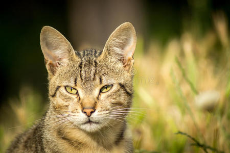 老虎图案的流浪猫坐在草地上摆姿势