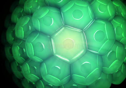 细胞壁的特写视图照片