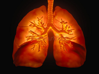 有可见支气管的肺