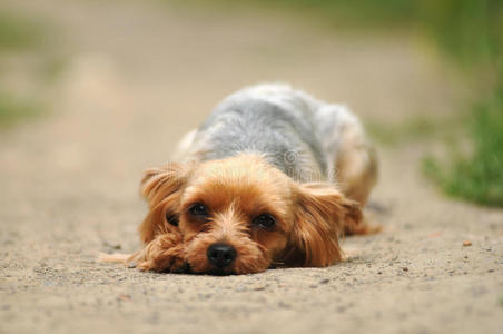 地面 折叠 说谎 宠物 猎犬 自然 肖像 身体 照相机 约克郡