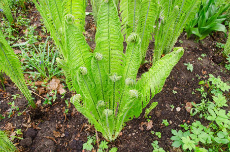 花园里的绿色小蕨类植物