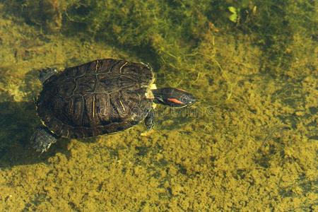 trachemys圣经挽歌