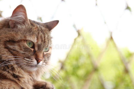 西伯利亚猫棕色三色版