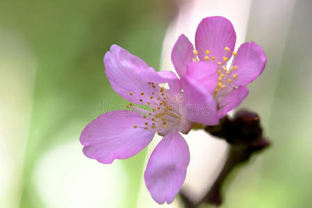 樱花，樱花