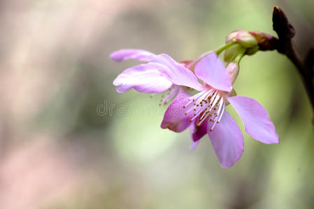 樱花，樱花