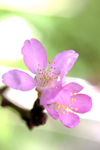 樱花，樱花