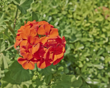 颜色 天竺葵 花瓣 自然 特写镜头 夏天 成长 开花 花园