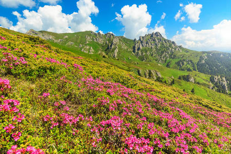 美丽的粉红色杜鹃花在山里，奇卡，喀尔巴阡山脉，罗马尼亚