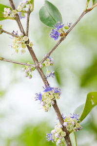 小花