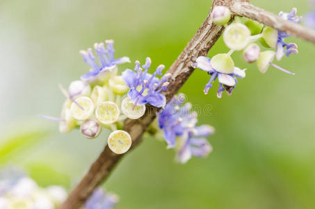 小花