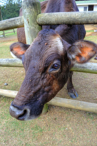一头红牛把头伸进围场的栅栏里