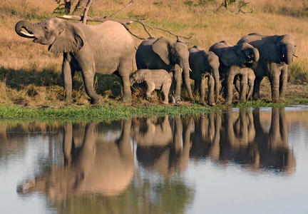 非洲象在水坑饮水和小牛