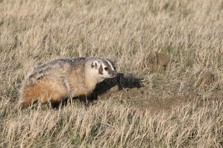 狗狗喜欢窝大点图片